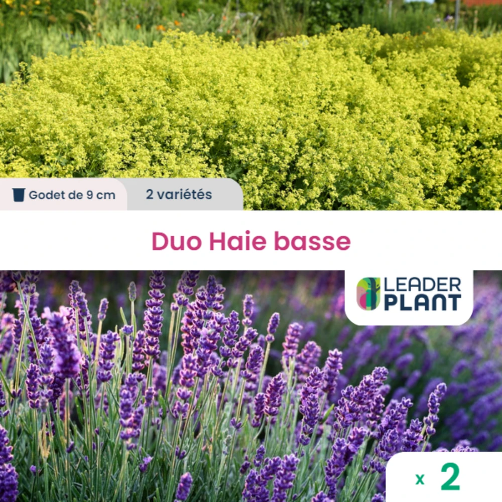 Duo Haie Basse 2 Variétés - Lot De 2 Plants En Godet 3 Duo Haie Basse 2 Variétés - Lot De 2 Plants En Godet