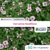 90 X Verveine Nodiflore En Godet -Terre et Verdure 6495cfa34eb349.09284379