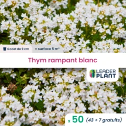 50 X Thym Rampant Blanc En Godet