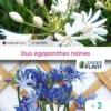 Duo Agapanthes Naines 2 Variétés - Lot De 2 Plants En Godet -Terre et Verdure 6495cfbe0ac882.26754501