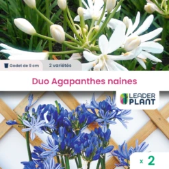 Duo Agapanthes Naines 2 Variétés - Lot De 2 Plants En Godet