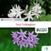 Duotulbaghia - Lot De 6 Plants En Godet 1 Duotulbaghia - Lot De 6 Plants En Godet -Terre et Verdure 6495cfbe665c54.50504963