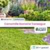 11 X Camomille Romaine Treneague En Godet -Terre et Verdure 6495cfbf83d348.78800252