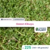 225 X Gazon Kikuyu En Godet 2 225 X Gazon Kikuyu En Godet -Terre et Verdure 6495cfc04a8c41.15360816