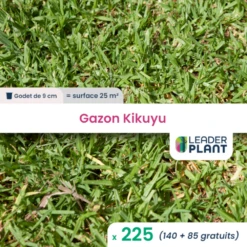225 X Gazon Kikuyu En Godet