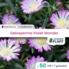 50 X Delosperma Violet Wonder ® En Godet -Terre et Verdure 6495cfc0aae348.28834227