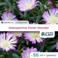 50 X Delosperma Violet Wonder ® En Godet