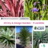 Kit Dry & Design Garden - 5 Variétés - Lot De 5 Plants En Godet -Terre et Verdure 6495cfc3089619.70982662