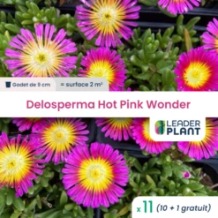 11 X Delosperma Hot Pink Wonder ® En Godet