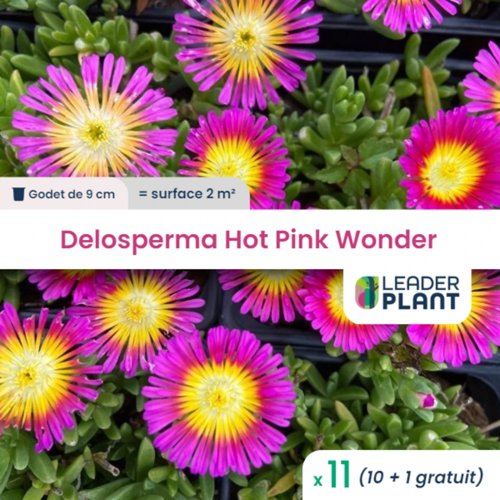 11 X Delosperma Hot Pink Wonder ® En Godet 3 11 X Delosperma Hot Pink Wonder ® En Godet