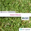 11 X Gazon Kikuyu En Godet -Terre et Verdure 6495cfc4984306.18129124