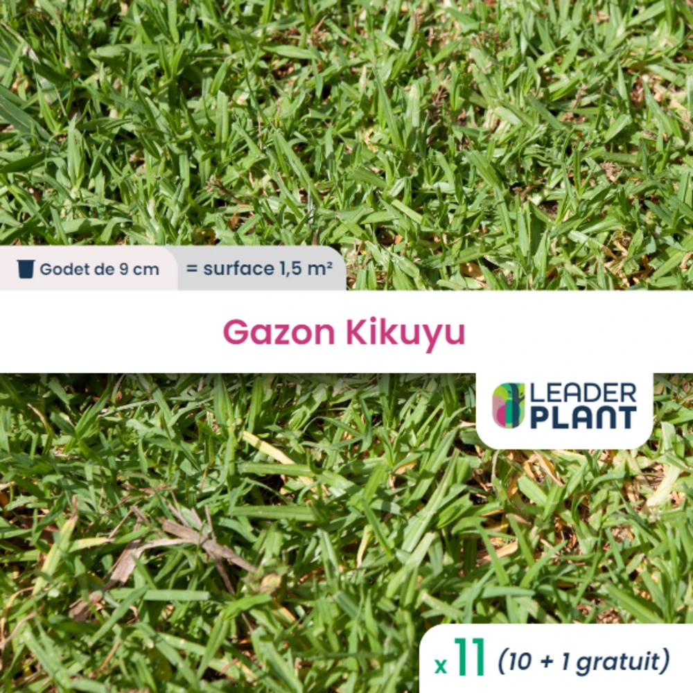 11 X Gazon Kikuyu En Godet 3 11 X Gazon Kikuyu En Godet
