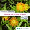 50 X Delosperma Orange Wonder ® En Godet -Terre et Verdure 6495cfc8861cf7.82384321