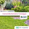 90 X Camomille Romaine Treneague En Godet 1 90 X Camomille Romaine Treneague En Godet -Terre et Verdure 6495cfca821e43.08496040
