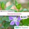 100 X Grande Pervenche En Godet -Terre et Verdure 6495cfcb52f220.02727121