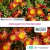 50 X Delosperma Fire Wonder ® En Godet -Terre et Verdure 6495cfcbb37953.56196040