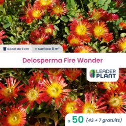 50 X Delosperma Fire Wonder ® En Godet