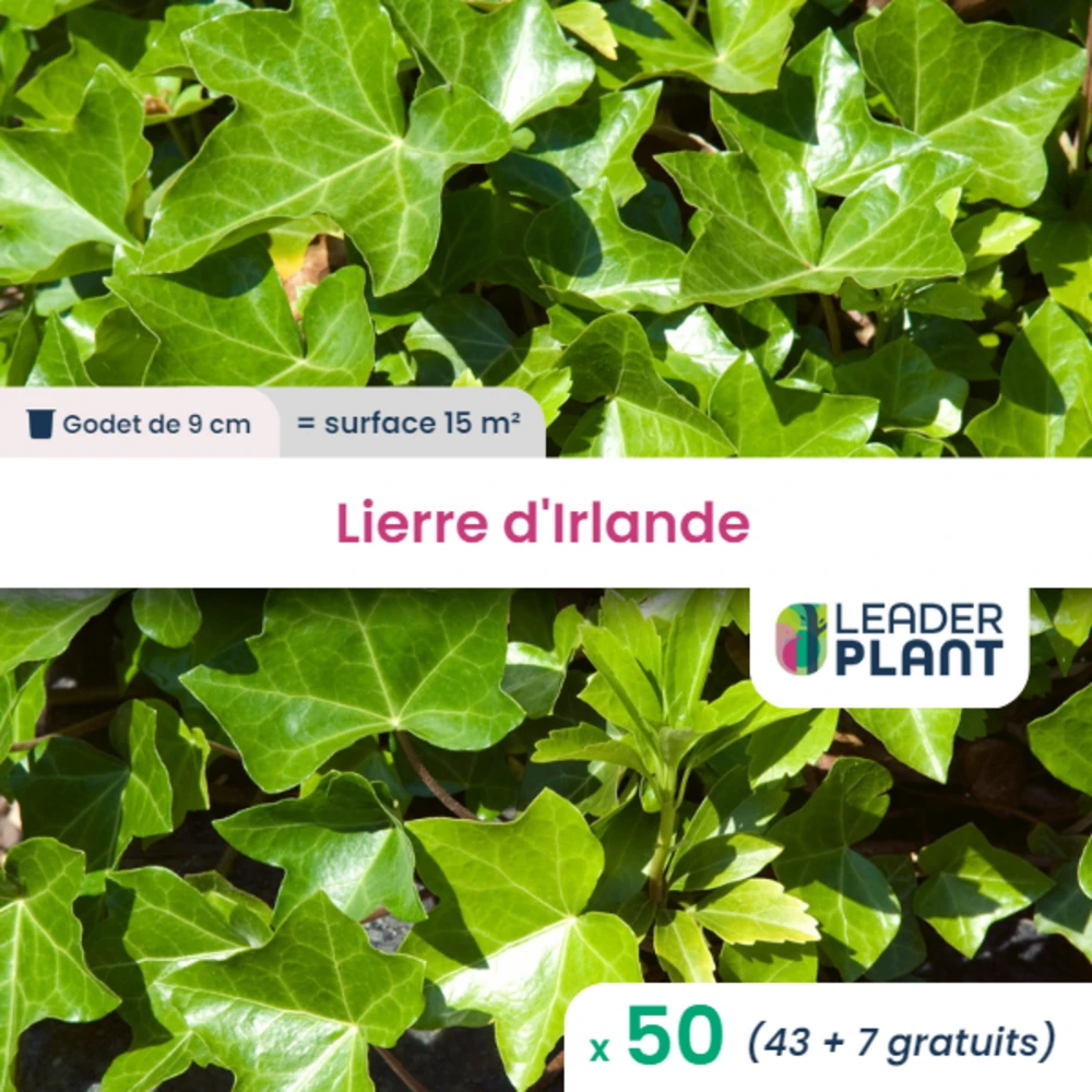 50 X Lierre D'irlande En Godet 3 50 X Lierre D'irlande En Godet