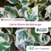 50 X Lierre Gloire De Marengo En Godet -Terre et Verdure 6495cfcf62b174.95377878
