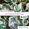 11 X Lierre Gloire De Marengo En Godet -Terre et Verdure 6495cfcfd7dd21.63546504