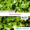 100 X Lierre D'irlande En Godet -Terre et Verdure 6495cfd1397318.60725665