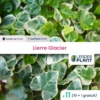 11 X Lierre Glacier En Godet 1 11 X Lierre Glacier En Godet -Terre et Verdure 6495cfd19ce645.88542606