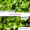 11 X Lierre D'irlande En Godet -Terre et Verdure 6495cfd26ef9e8.31855570