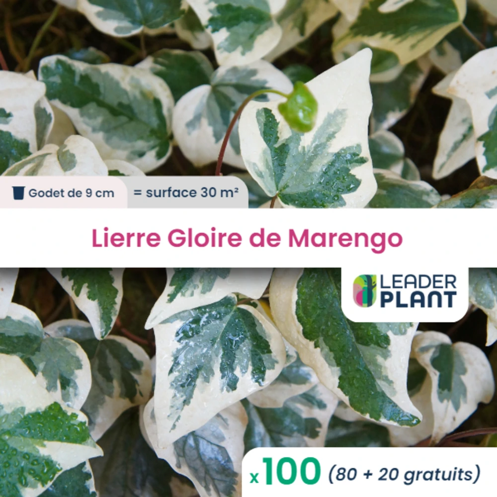100 X Lierre Gloire De Marengo En Godet 3 100 X Lierre Gloire De Marengo En Godet