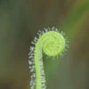 Drosera Filiformis Var. Tracyi Caractéristique - Pot 9 Cm -Terre et Verdure 6495d318922ea2.20866348