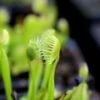 Dionaea Muscipula 'cupped Trap' Caractéristique - Pot 7 Cm -Terre et Verdure 6495d31d188569.74530901