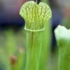 Sarracenia X (x Excellens X Readii) Caractéristique - Pot 12 Cm -Terre et Verdure 6495d31d857e25.70515924