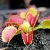Dionaea Muscipula Bimbo Caractéristique - Pot 7 Cm -Terre et Verdure 6495d31e157a34.42966304