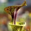 Sarracenia Flava Var. Ornata Caractéristique - Pot 12 Cm 2 Sarracenia Flava Var. Ornata Caractéristique - Pot 12 Cm -Terre et Verdure 6495d3202e5a06.91982726