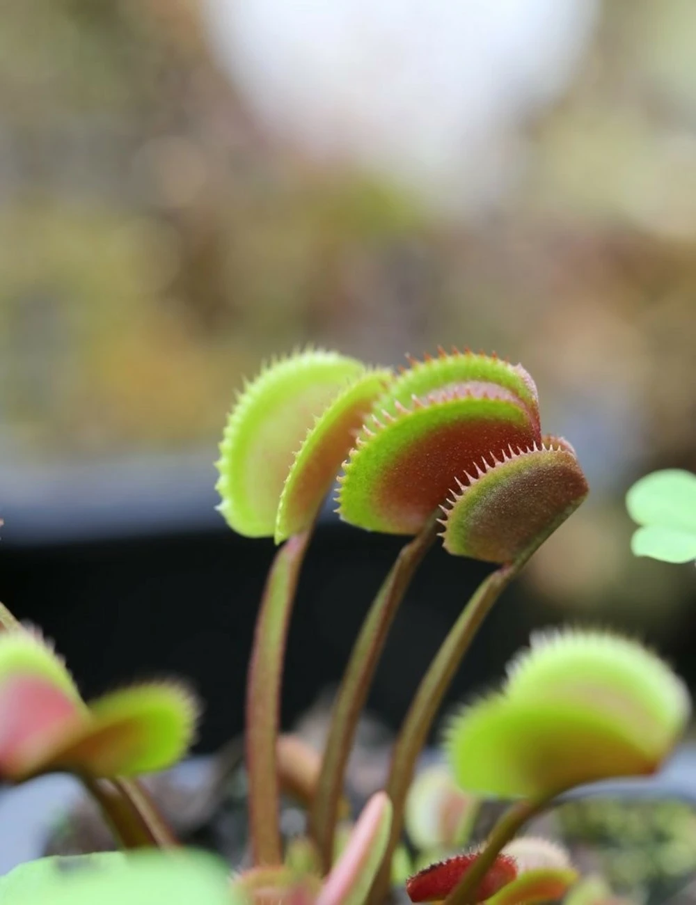 Dionaea Muscipula 'red Piranha' Caractéristique - Pot 7 Cm 3 Dionaea Muscipula 'red Piranha' Caractéristique - Pot 7 Cm