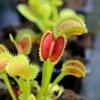 Dionaea Muscipula 'uk Sawtooth Ii' Caractéristique - Pot 7 Cm -Terre et Verdure 6495d321381e03.93250788