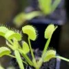 Dionaea Muscipula 'dentate' Clone 2 Caractéristique - Pot 7 Cm 1 Dionaea Muscipula 'dentate' Clone 2 Caractéristique - Pot 7 Cm -Terre et Verdure 6495d32210cbf6.95400712