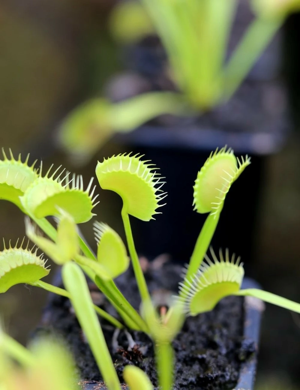 Dionaea Muscipula 'dentate' Clone 2 Caractéristique - Pot 7 Cm 3 Dionaea Muscipula 'dentate' Clone 2 Caractéristique - Pot 7 Cm