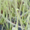 Drosera Filiformis 'florida Giant' Caractéristique - Pot 9 Cm -Terre et Verdure 6495d322e34282.52032075