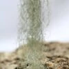 Tillandsia Usneoides 'forme Verte' - 40 à 60 Cm 2 Tillandsia Usneoides 'forme Verte' - 40 à 60 Cm -Terre et Verdure 6495d32362d713.43723026