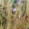 Drosera Binata Var. Dichotoma Forme Géante Caractéristique - Pot 9 Cm 2 Drosera Binata Var. Dichotoma Forme Géante Caractéristique - Pot 9 Cm -Terre et Verdure 6495d323cbdd08.60452973