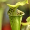 Sarracenia Oreophila Caractéristique - Pot 12 Cm -Terre et Verdure 6495d32443f332.69817879