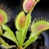 Dionaea Funnel Trap - Dionée Trichtefalle Caractéristique - Pot 7 Cm -Terre et Verdure 6495d3255fdd00.18276783
