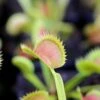 Dionaea Muscipula Tiger Fangs Caractéristique - Pot 7 Cm -Terre et Verdure 6495d326c325e1.15782116