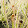 Drosera X Hybrida Caractéristique - Pot 9 Cm -Terre et Verdure 6495d32732f2e3.89815885