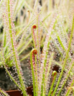 Drosera X Hybrida Caractéristique - Pot 9 Cm