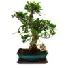 Figuier Chinois Bonsaï - Ficus Retusa - Env. 12-15 Ans -Terre et Verdure 6495d328a09eb4.27934894