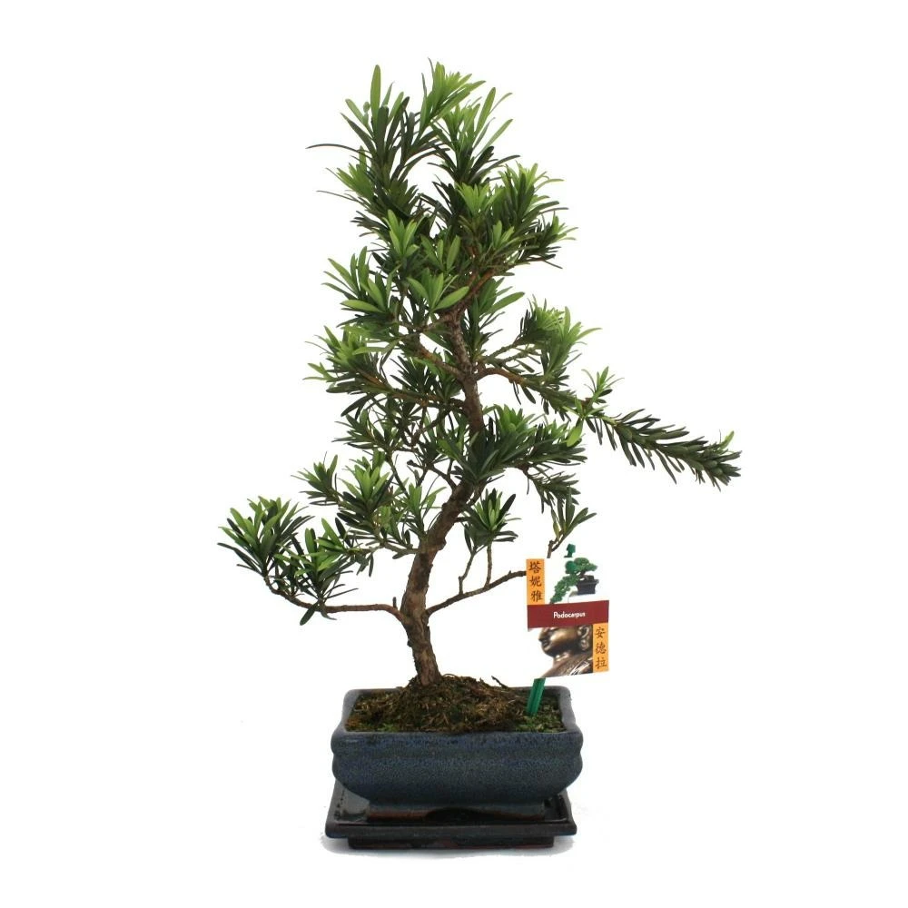 Tranche De Pierre De Bonsaï - Podocarpus Macrophyllus - Environ 6 Ans 3 Tranche De Pierre De Bonsaï - Podocarpus Macrophyllus - Environ 6 Ans