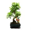 Troène Chinois Du Bonsaï - Ligustrum Sinensis - Env. 6 Ans -Terre et Verdure 6495d329d0cc23.46370647