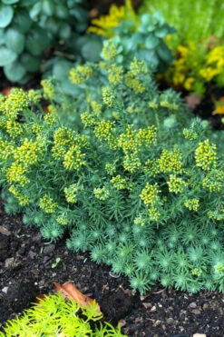 Orpin 'blue Carpet' - 3l