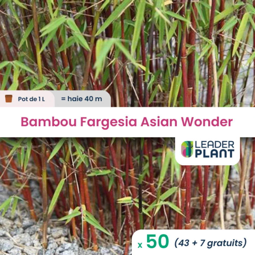 50 X Bambou Fargesia Asian Wonder En Pot De 1 L 3 50 X Bambou Fargesia Asian Wonder En Pot De 1 L